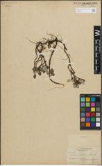 Foto von Salix leiolepis Fernald